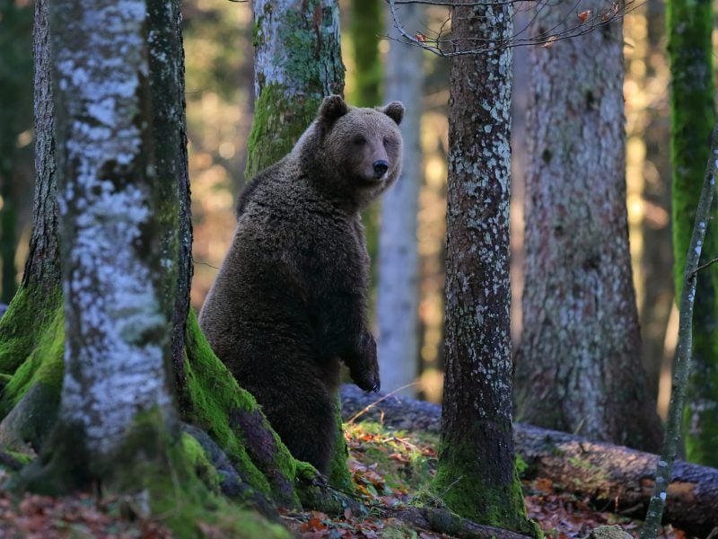 bear walking in forest europe safari