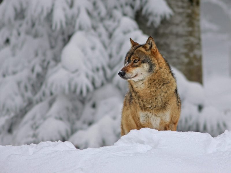 Observing wolfs in slovenian forests in winter and with snow