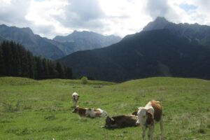 Alpine meadow with grazing cows near Arnoldstein on the Trans Slovenia 02 MTB tour