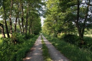 Shaded forest MTB trail running through lush woodland in Central Slovenia