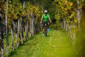 E-bike rider cycling between vineyards on a Karst Slovenia mountain biking tour