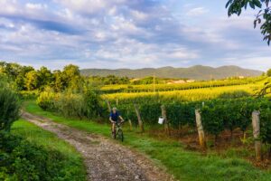 Mountain biker riding a gravel trail through vineyards on a Slovenia–Istria mountain biking tour