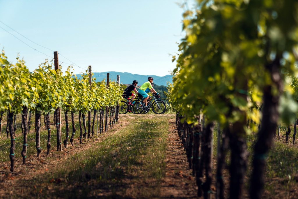 Two cyclists passing the Goriška Brda vineyards while cycling in Slovenia