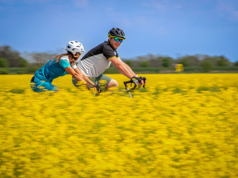 Cyclist in a yellow field