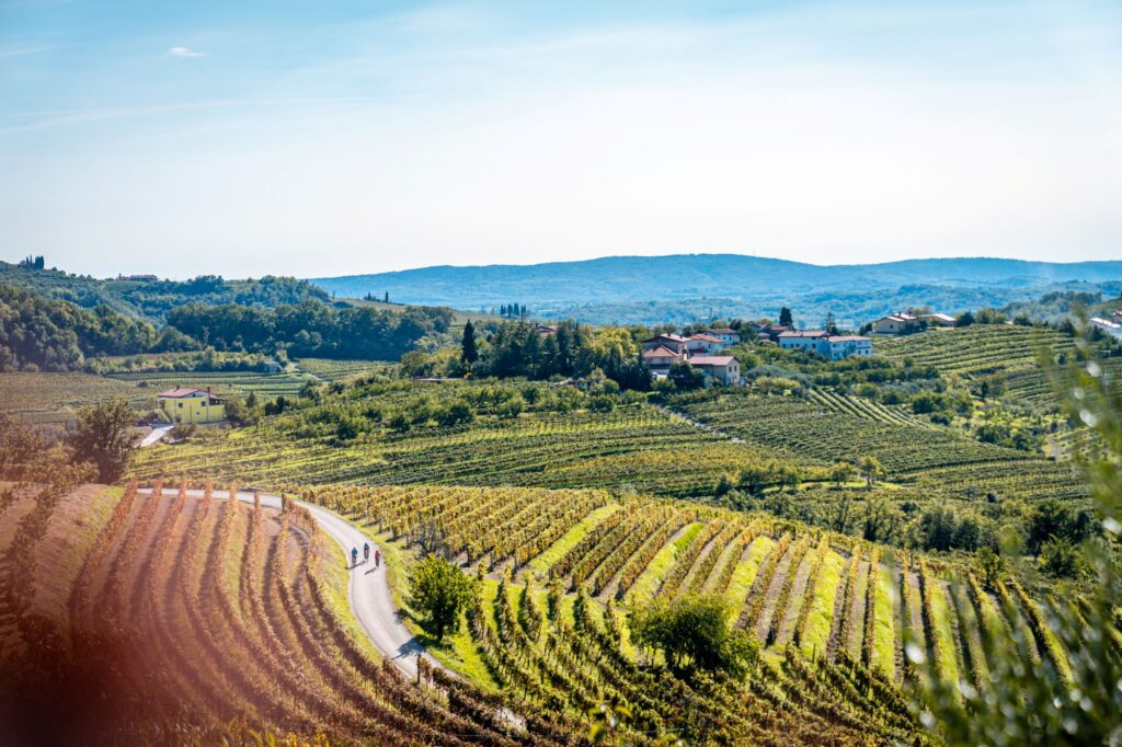 Cycling through Slovenian vineyards