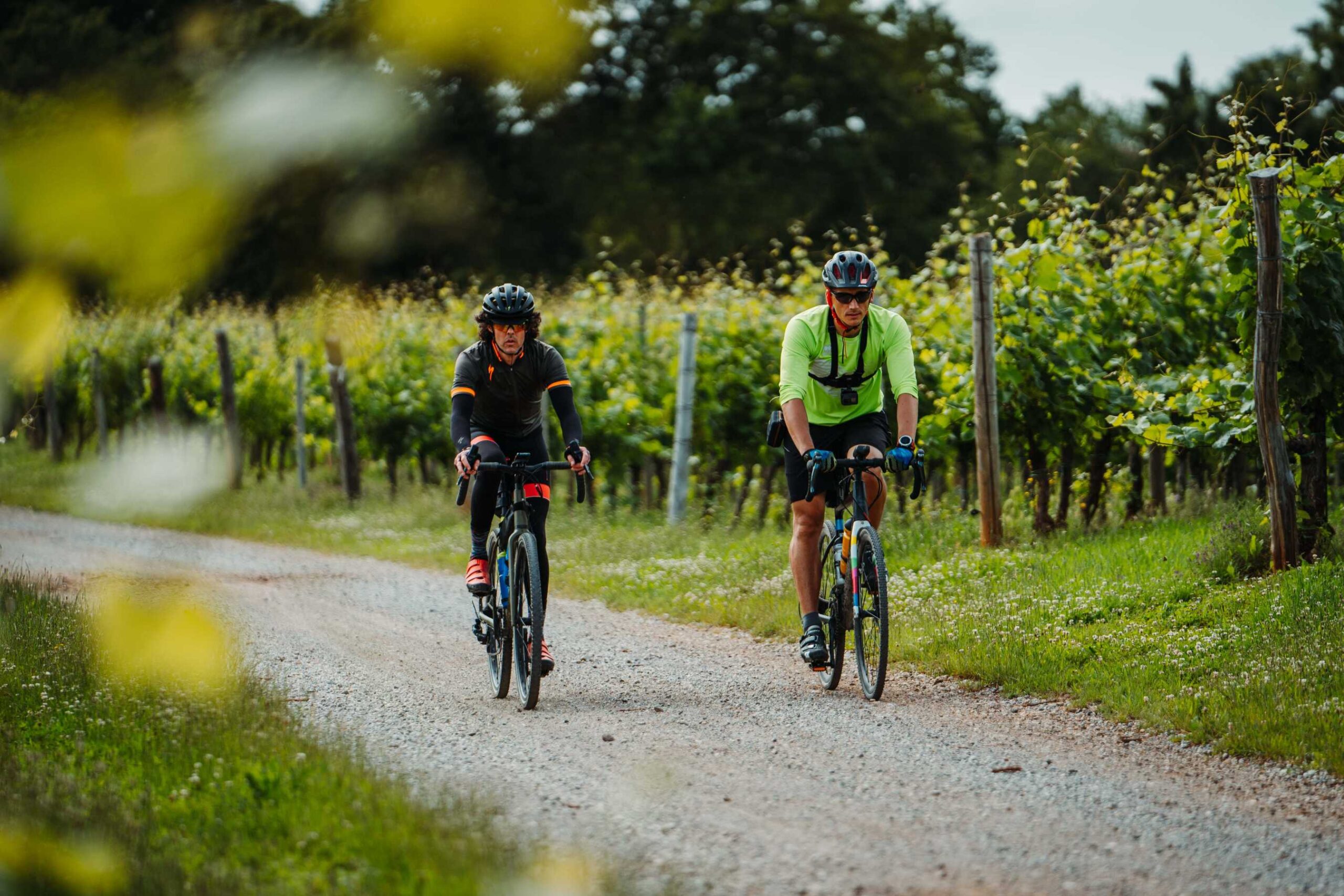 Cycling in the vineyards during the Bike Slovenia Green Gourmet cycling holiday