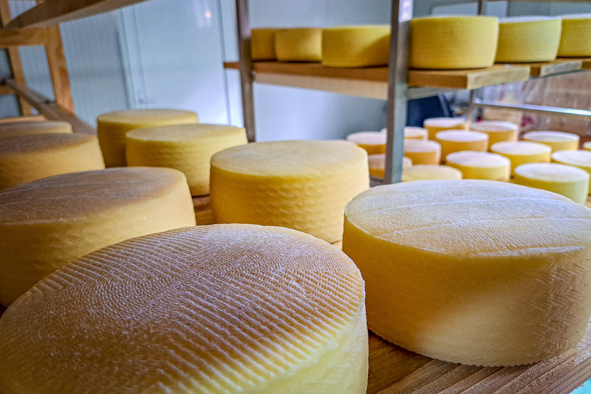 Homemade cheese in the village of Krasno on Velebit, Croatia.