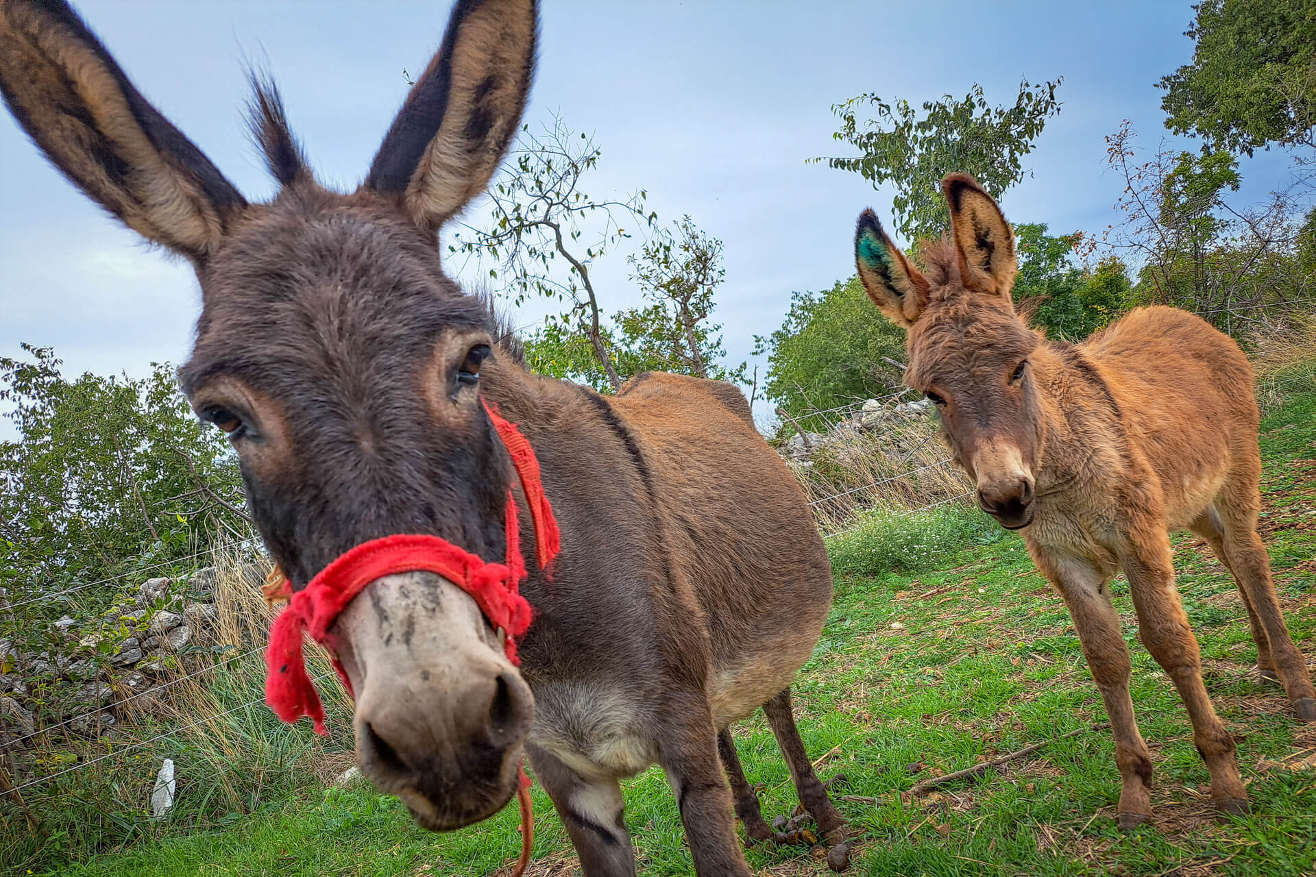 Two donkeys on a farm along the Trans Dinarica gravel cycling tour in Croatia.