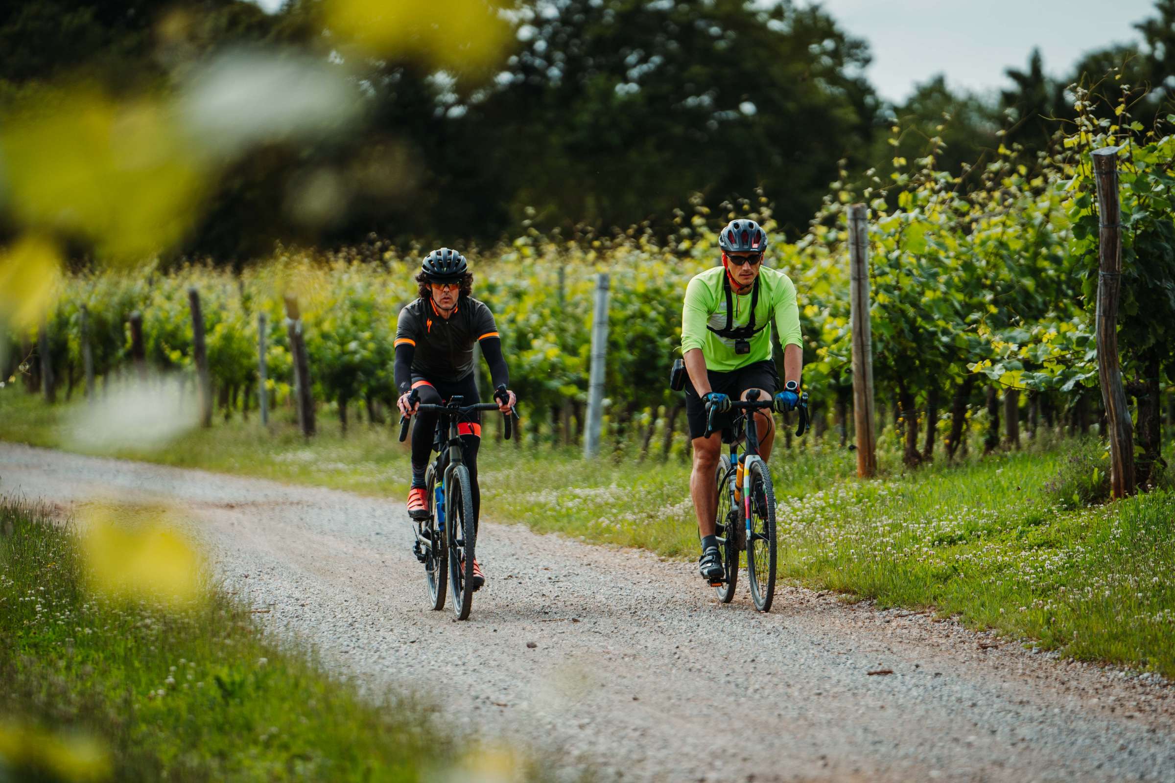 Two cyclists ride past vineyards in Slovenia